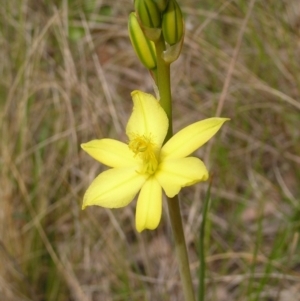 Bulbine bulbosa at Hackett, ACT - 1 Oct 2022 11:27 AM