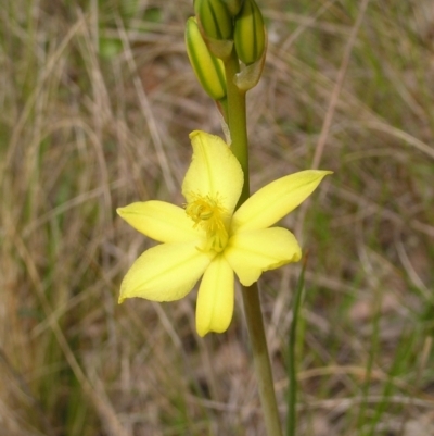 Bulbine bulbosa (Golden Lily) at Hackett, ACT - 1 Oct 2022 by MatthewFrawley