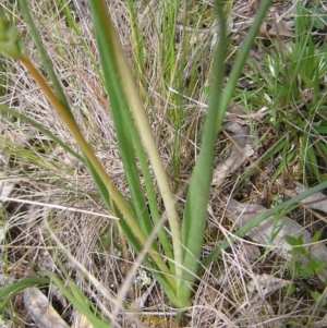 Bulbine bulbosa at Hackett, ACT - 1 Oct 2022 11:27 AM