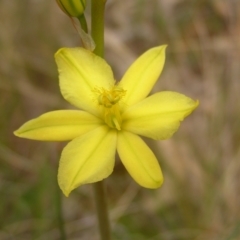 Bulbine bulbosa at Hackett, ACT - 1 Oct 2022 11:27 AM