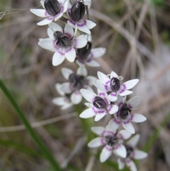 Wurmbea dioica subsp. dioica (Early Nancy) at Hackett, ACT - 1 Oct 2022 by MatthewFrawley