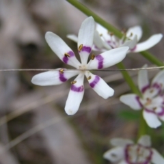 Wurmbea dioica subsp. dioica at Hackett, ACT - 1 Oct 2022 11:28 AM