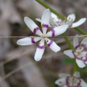 Wurmbea dioica subsp. dioica at Hackett, ACT - 1 Oct 2022
