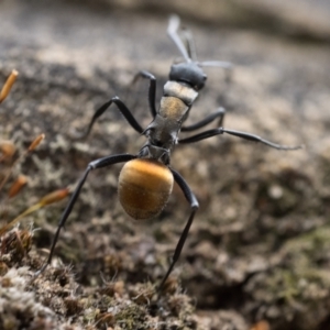 Polyrhachis ammon at Acton, ACT - 1 Oct 2022