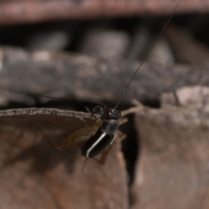 Trigonidium (Balamara) albovittatum at Acton, ACT - 1 Oct 2022