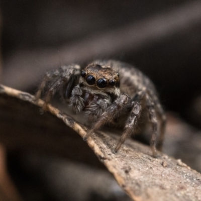 Maratus griseus (Jumping spider) at Acton, ACT - 1 Oct 2022 by patrickcox