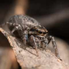 Maratus griseus at Acton, ACT - 1 Oct 2022 03:00 PM