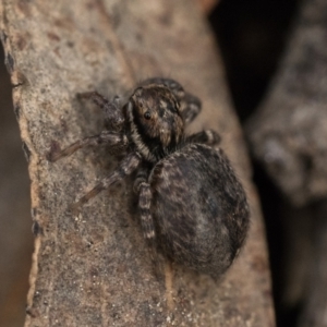 Maratus griseus at Acton, ACT - 1 Oct 2022 03:00 PM