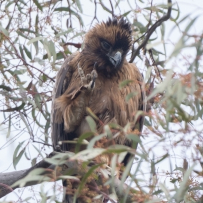 Hieraaetus morphnoides (Little Eagle) at ANBG - 1 Oct 2022 by patrickcox