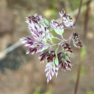 Poa bulbosa at Fentons Creek, VIC - suppressed