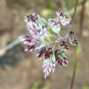 Unidentified Grass (TBC) at suppressed by KL