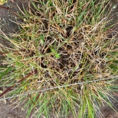 Poa bulbosa at Fentons Creek, VIC - suppressed