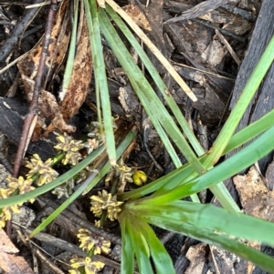 Lomandra filiformis subsp. coriacea at Fentons Creek, VIC - 26 Sep 2022