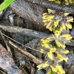 Lomandra filiformis subsp. coriacea at Fentons Creek, VIC - suppressed