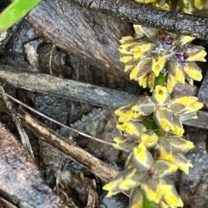 Lomandra filiformis subsp. coriacea at Fentons Creek, VIC - 26 Sep 2022