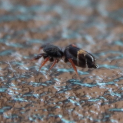 Apricia jovialis (Jovial jumping spider) at Hughes Grassy Woodland - 27 Sep 2022 by LisaH