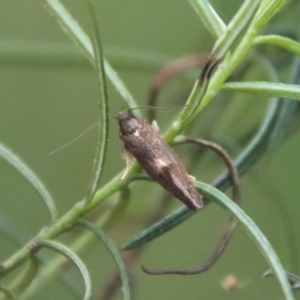 Leistomorpha brontoscopa at Deakin, ACT - 1 Oct 2022