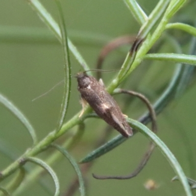 Leistomorpha brontoscopa (A concealer moth) at Hughes Grassy Woodland - 1 Oct 2022 by LisaH