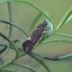 Leistomorpha brontoscopa at Deakin, ACT - 1 Oct 2022 05:09 PM