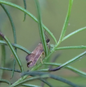 Leistomorpha brontoscopa at Deakin, ACT - 1 Oct 2022