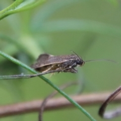 Leistomorpha brontoscopa at Deakin, ACT - 1 Oct 2022