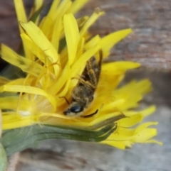 Lasioglossum (Chilalictus) sp. (genus & subgenus) (Halictid bee) at Hughes Grassy Woodland - 1 Oct 2022 by LisaH