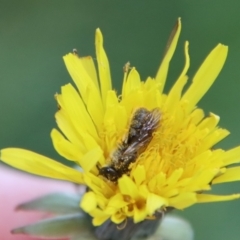 Lasioglossum (Chilalictus) sp. (genus & subgenus) at Deakin, ACT - 1 Oct 2022 05:11 PM