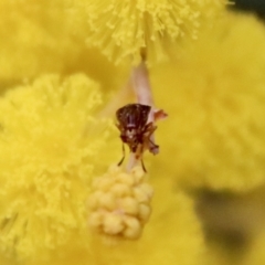 Lauxaniidae (family) (Unidentified lauxaniid fly) at Hughes, ACT - 1 Oct 2022 by LisaH