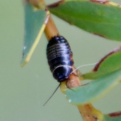 Ellipsidion sp. (genus) (A diurnal cockroach) at Hughes Grassy Woodland - 1 Oct 2022 by LisaH
