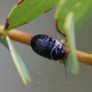 Ellipsidion sp. (genus) at Deakin, ACT - 1 Oct 2022 05:38 PM