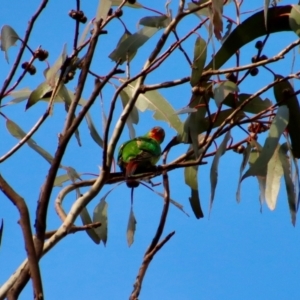 Lathamus discolor at Hughes, ACT - suppressed