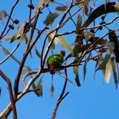 Lathamus discolor (Swift Parrot) at Hughes Grassy Woodland - 1 Oct 2022 by LisaH