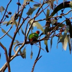Lathamus discolor (Swift Parrot) at Red Hill to Yarralumla Creek - 1 Oct 2022 by LisaH