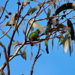 Lathamus discolor at Hughes, ACT - 1 Oct 2022