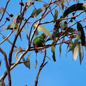 Lathamus discolor at Hughes, ACT - 1 Oct 2022