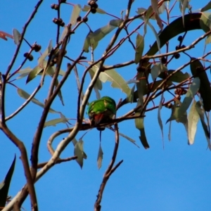 Lathamus discolor at Hughes, ACT - suppressed