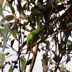 Lathamus discolor at Hughes, ACT - 1 Oct 2022