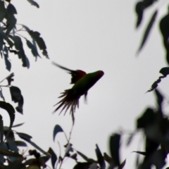 Lathamus discolor at Hughes, ACT - 1 Oct 2022