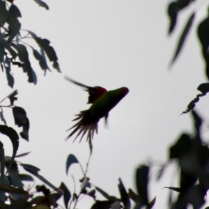 Lathamus discolor at Hughes, ACT - 1 Oct 2022