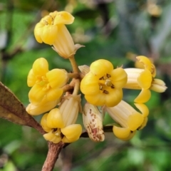 Pittosporum revolutum at Narrawallee, NSW - 1 Oct 2022 04:48 PM
