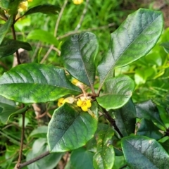 Pittosporum revolutum at Narrawallee, NSW - 1 Oct 2022