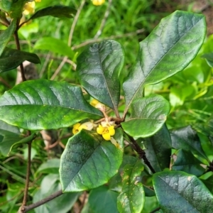 Pittosporum revolutum at Narrawallee, NSW - 1 Oct 2022 04:48 PM