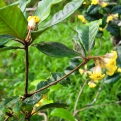 Pittosporum revolutum at Narrawallee, NSW - 1 Oct 2022 04:48 PM