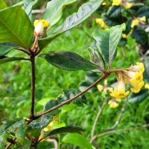 Pittosporum revolutum at Narrawallee, NSW - 1 Oct 2022 04:48 PM