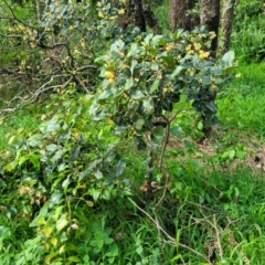 Pittosporum revolutum at Narrawallee, NSW - 1 Oct 2022