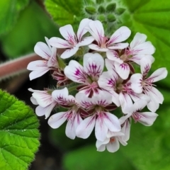 Pelargonium australe (Austral Stork's-bill) at Narrawallee Bushcare - 1 Oct 2022 by trevorpreston