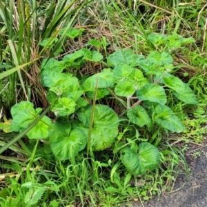 Pelargonium australe at Narrawallee, NSW - 1 Oct 2022