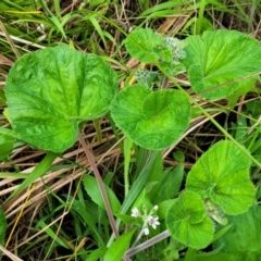 Pelargonium australe at Narrawallee, NSW - 1 Oct 2022