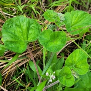 Pelargonium australe at Narrawallee, NSW - 1 Oct 2022