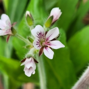 Pelargonium australe at Narrawallee, NSW - 1 Oct 2022